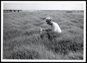 Primary view of object titled 'Midland Bermudagrass on D. H. Trent Farm'.