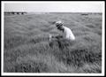 Thumbnail image of item number 1 in: 'Midland Bermudagrass on D. H. Trent Farm'.