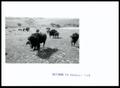 Photograph: Buffalo Herd on Berryman Ranch