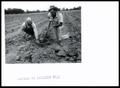 Thumbnail image of item number 1 in: 'I. L. Steward and Harold Manning Discussing Condition of Soil on I. L. Steward Farm'.