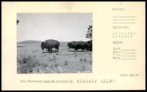 Wichita Mountains Wildlife Refuge Buffalo