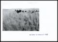 Thumbnail image of item number 1 in: 'Creg Ranch Cattle and Reseeded Pasture'.