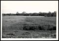 Photograph: Tom's Place Wheat Field