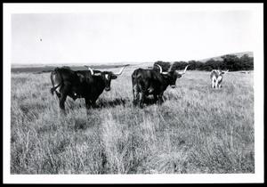 Wichita Mountain Wildlife Refuge Long Horn Cattle