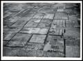 Primary view of Aerial Shot of A Community Pattern of Field and Farmstead Windbreaks In The Process of Development
