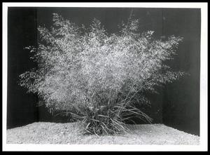 Sand Lovegrass Plant