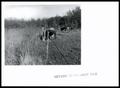 Photograph: H. Mead Norton & Ti Ranch Range Improvement