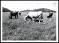 Photograph: Wichita Mountains Wildlife Refuge Longhorn Cows