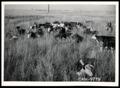 Photograph: Stockton Ranch Cattle and Pasture Grasses