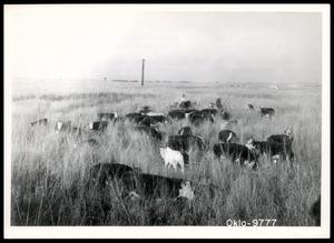 Stockton Ranch Cattle and Pasture Grasses