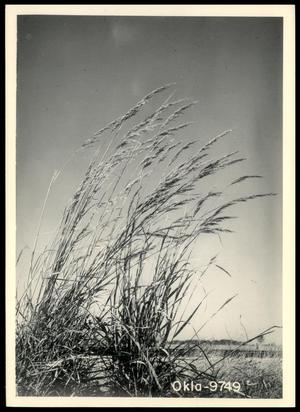Indiangrass Plants