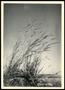 Photograph: Indiangrass Plants