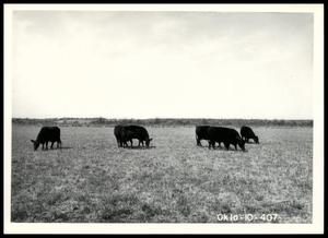 Angus Cows on Rye and Vetch