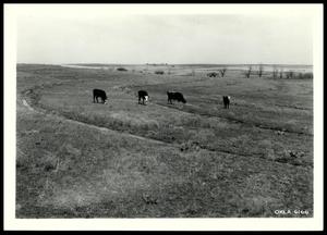 Primary view of object titled 'Cattle Grazing on Buffalo and Grama Grasses Grown on Contour Pasture Ridges/Stillwater Project'.