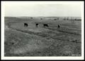 Thumbnail image of item number 1 in: 'Cattle Grazing on Buffalo and Grama Grasses Grown on Contour Pasture Ridges/Stillwater Project'.