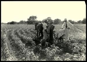 Three UNIDENTIFIED Men Discussing The Benefits of Contour Farming and Crop Rotation/Muskogee District/Muskogee Project