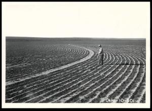 UNIDENTIFED Man Standing In A Contour Planted Wheat Field
