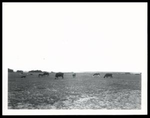 Olie Hale Farm Pasture Management and Stock Cattle