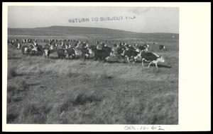 Cecil Drummond's Cattle Standing in a Field