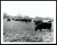 Photograph: Angus Cattle Grazing on Rye, Austrian Winter Peas, and Volunteer Vetch
