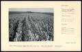 Photograph: Kafir Corn, an Excellent Crop