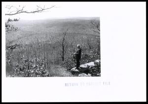 Primary view of object titled 'Trees, Tree Farms, Woodlands, and Forests'.