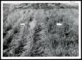 Thumbnail image of item number 1 in: 'Grass, Legume and Forb Cultivation'.