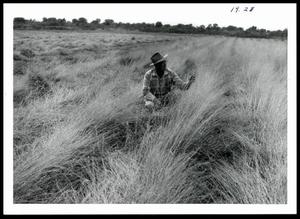 Grass, Legume and Forb Cultivation