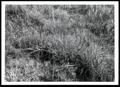 Thumbnail image of item number 1 in: 'Grass, Legume and Forb Cultivation'.
