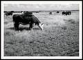 Photograph: Cattle