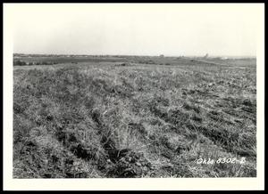 Mulched Wheat Field