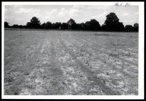Primary view of object titled 'Bermuda Grass Pasture'.