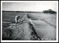 Photograph: Four Six Inch Siphons Watering Conservation Irrigation System