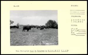 Primary view of object titled 'Wichita Mountains Wildlife Refuge Buffalo'.