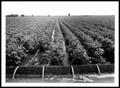 Photograph: Cotton Being Irrigated With Row Irrigation System