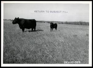 Carlton Corbin's Stoneybroke Ranch Cow and Calf