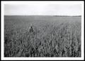 Photograph: Crop-Rotated Field of Grain Sorghum