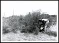 Photograph: UNIDENTIFED Man Pouring Diesel on Mesquite Trees