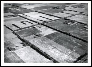Aerial Shot of Partially Completed Pattern of Windbreaks in Development Since 1939