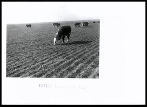 Cattle Grazing in Beaver County Wheat Field