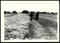 Thumbnail image of item number 1 in: 'UNIDENTIFIED Man Mowing Contoured Pasture For Weed Control/Pryor Project'.