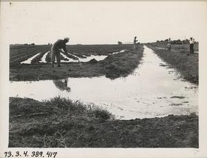 First Irrigation