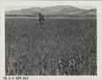 Photograph: Black Hull Wheat