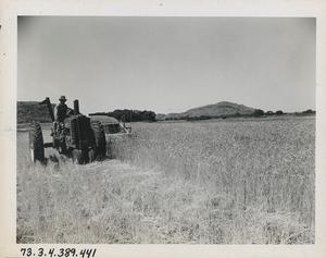 Harvesting Black Hull Wheat