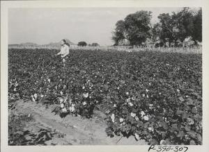 Field of Acala Cotton