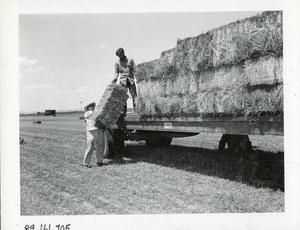 Loading Alfalfa
