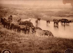 Group of Mules at a Water Hole
