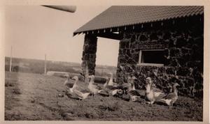 Geese at Pawnee Bill's Barn