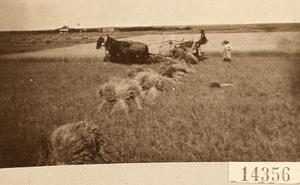 Cutting Wheat with Horses