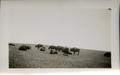 Photograph: Buffalo at Pawnee Bill's Ranch
